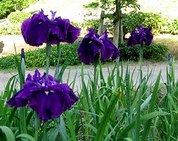 �Ԃ��傤��